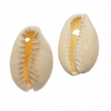 Perles Coquillage Cauris (20 - 23 mm) Seashell (25g / env. 14 pièces)