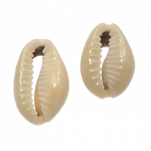 Perles Coquillage Cauris (18 - 23 mm) Dark Khaki (25g / env. 20 pièces)